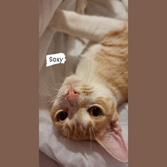 Photo of Soxy