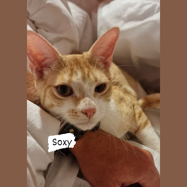 Photo of Soxy
