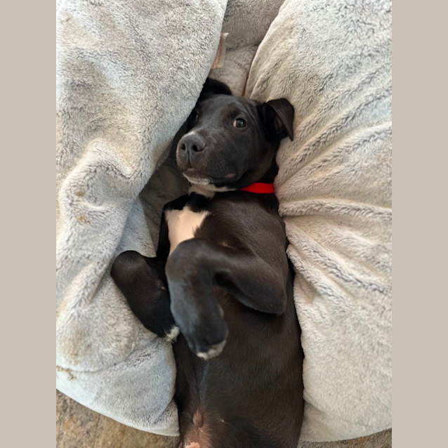 Photo of Buckles   1 Year Old Staffy X Cattle Dog (Hold)