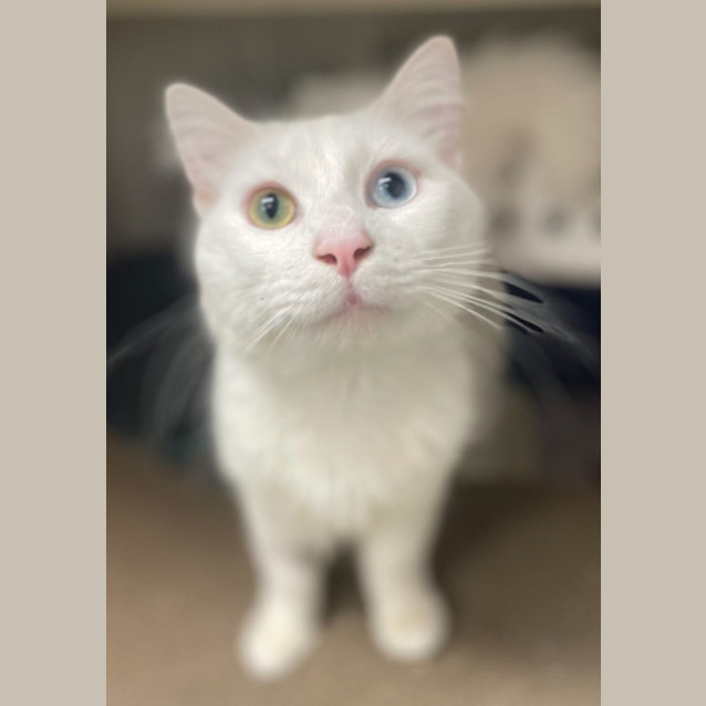 Photo of Boo