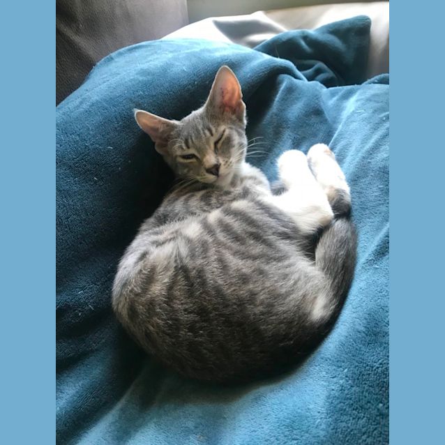 Photo of Poppy & Misty 