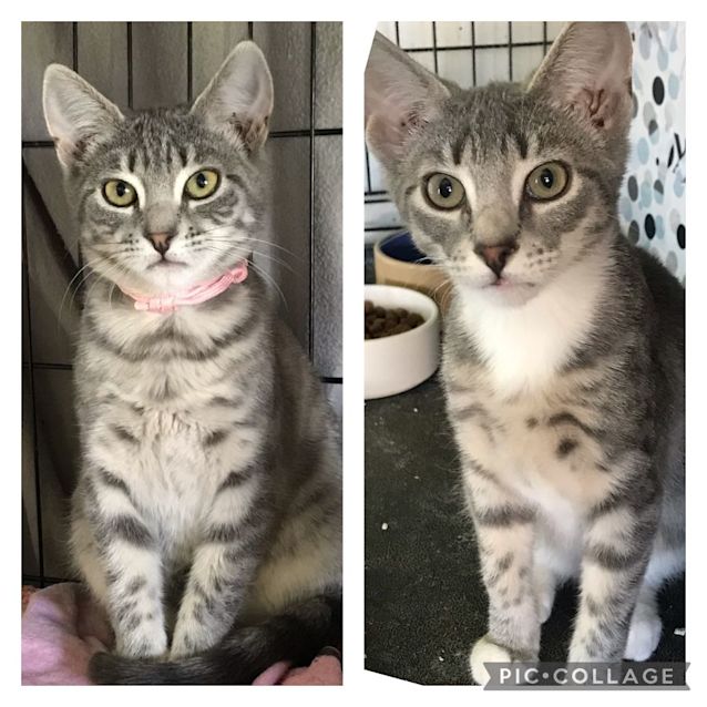 Photo of Poppy & Misty 