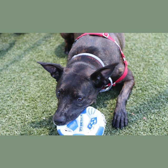 Photo of Roxy