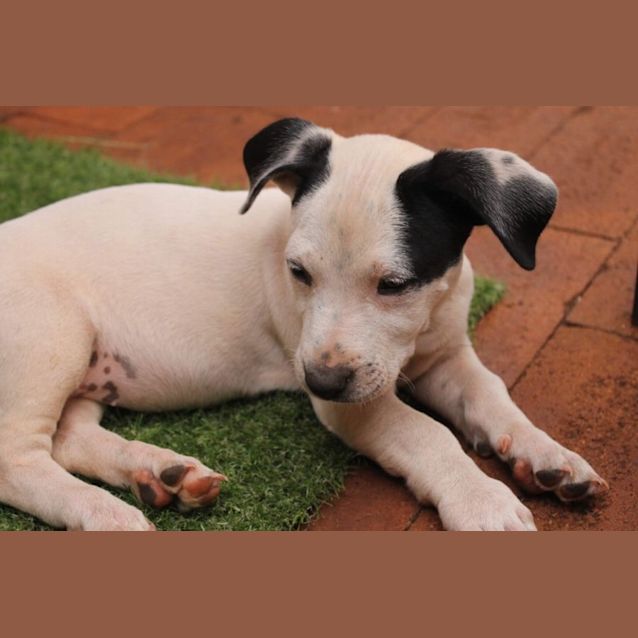 Photo of Nova