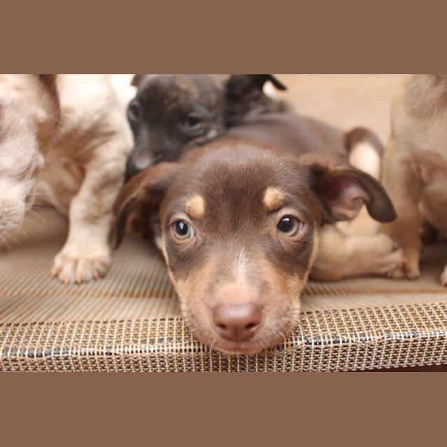 Photo of Cosmo
