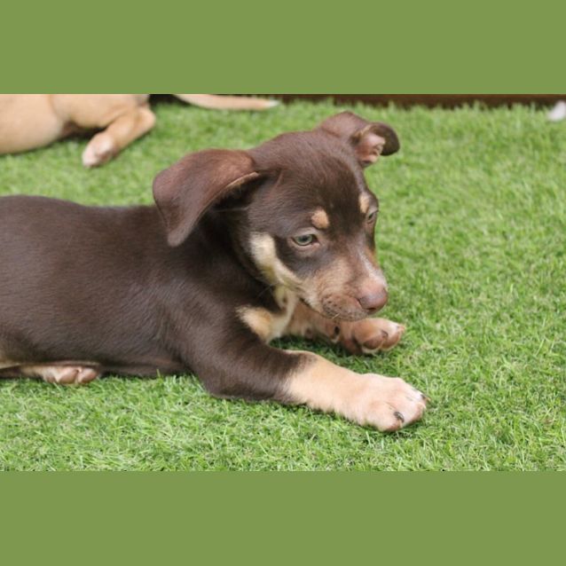 Photo of Cosmo