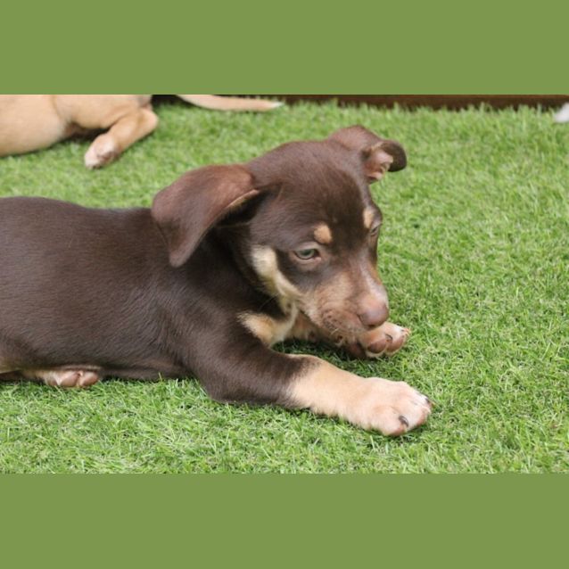 Photo of Cosmo
