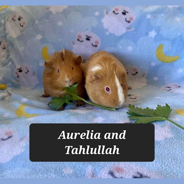Photo of Aurelia And Tahlullah