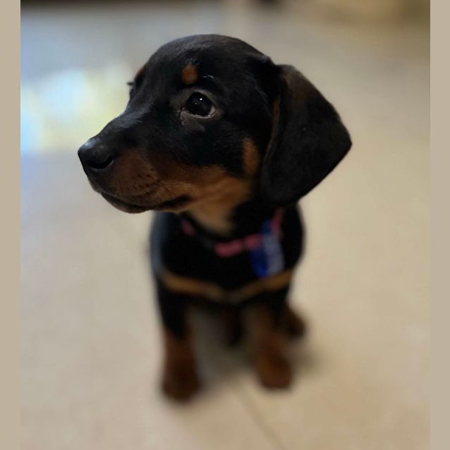 Photo of Bonnie   9 Week Old Dachshund X (Trial)