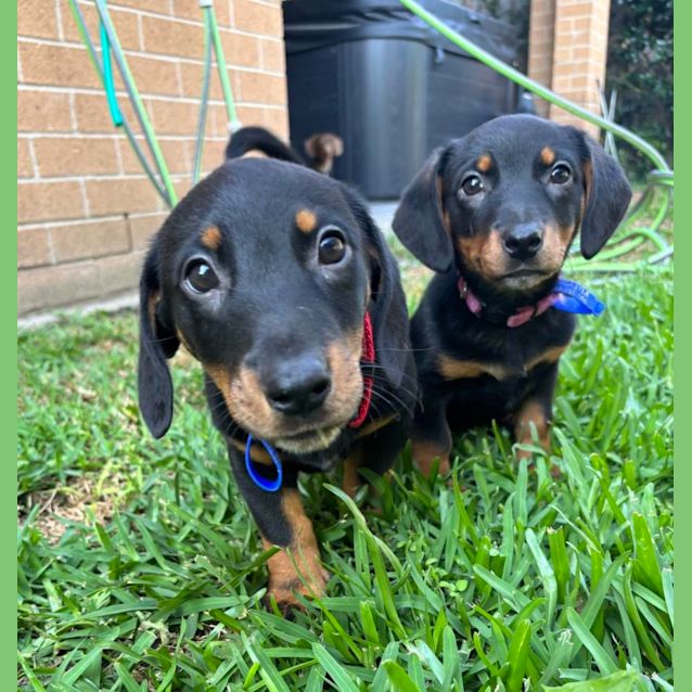 Photo of Bonnie   9 Week Old Dachshund X (Trial)