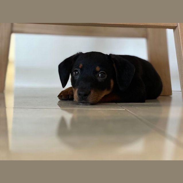 Photo of Bonnie   9 Week Old Dachshund X (Trial)