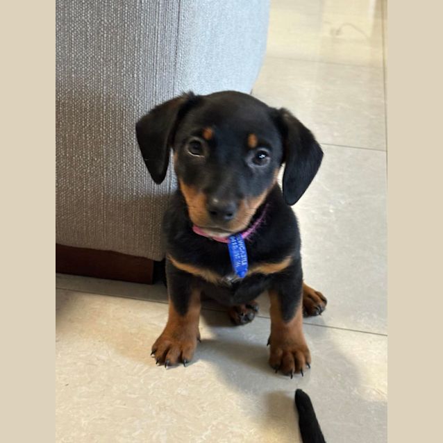 Photo of Bonnie   9 Week Old Dachshund X (Trial)