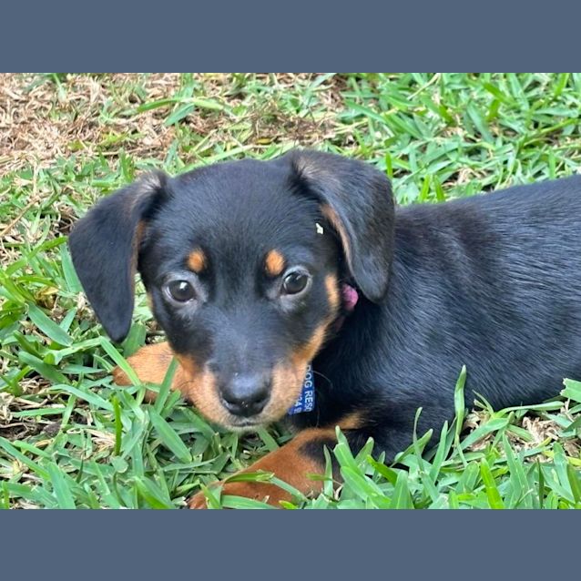 Photo of Bonnie   9 Week Old Dachshund X (Trial)