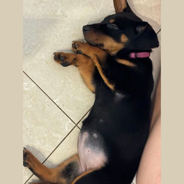 Photo of Bonnie   9 Week Old Dachshund X (Trial)
