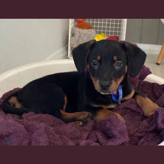 Photo of Bonnie   9 Week Old Dachshund X (Trial)