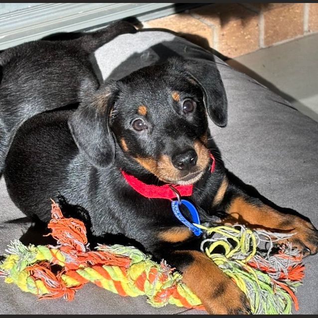 Photo of Clyde   9 Week Old Dachshund X (Trial)