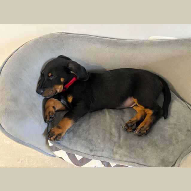 Photo of Clyde   9 Week Old Dachshund X (Trial)