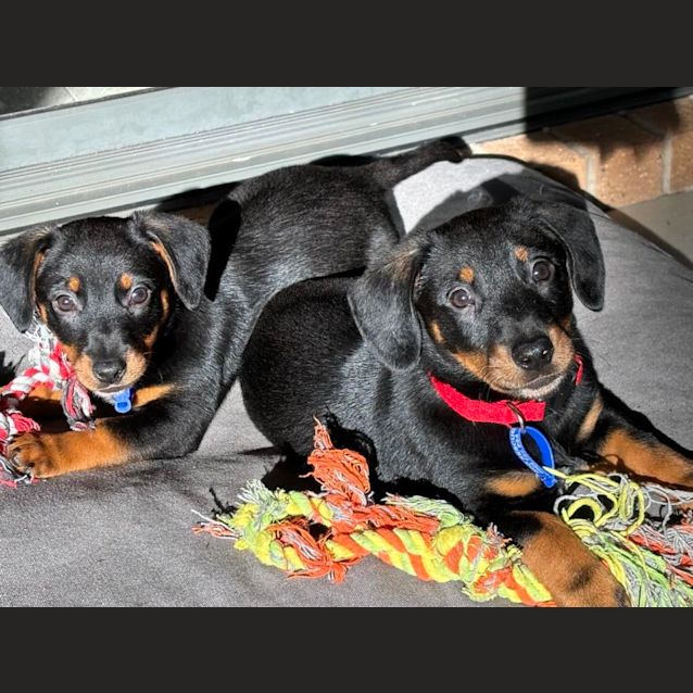 Photo of Clyde   9 Week Old Dachshund X (Trial)