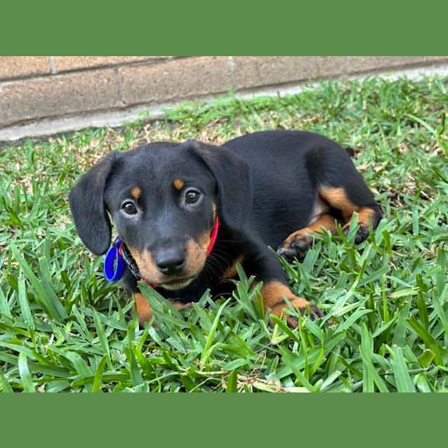 Photo of Clyde   9 Week Old Dachshund X (Trial)