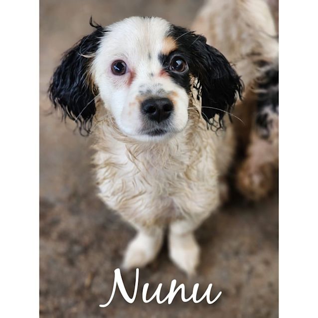 Photo of Nunu