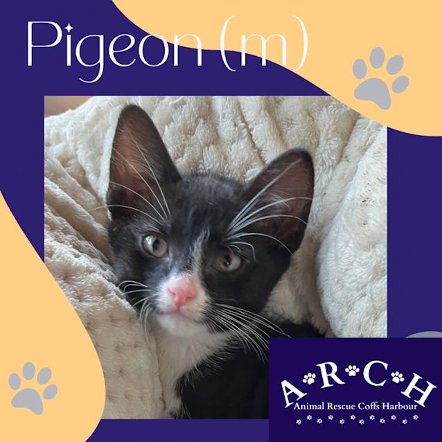 Photo of Pigeon 💙