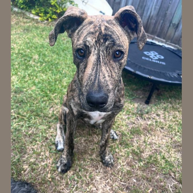Photo of Jaffa *$150 Adoption Fee*