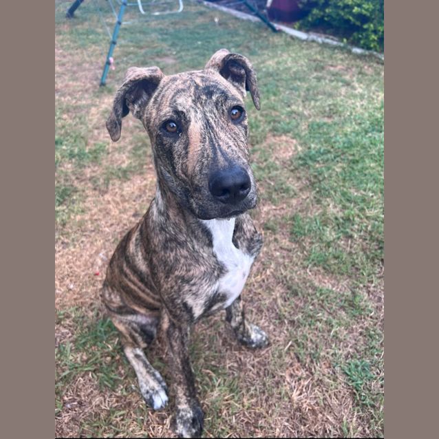 Photo of Jaffa *$150 Adoption Fee*