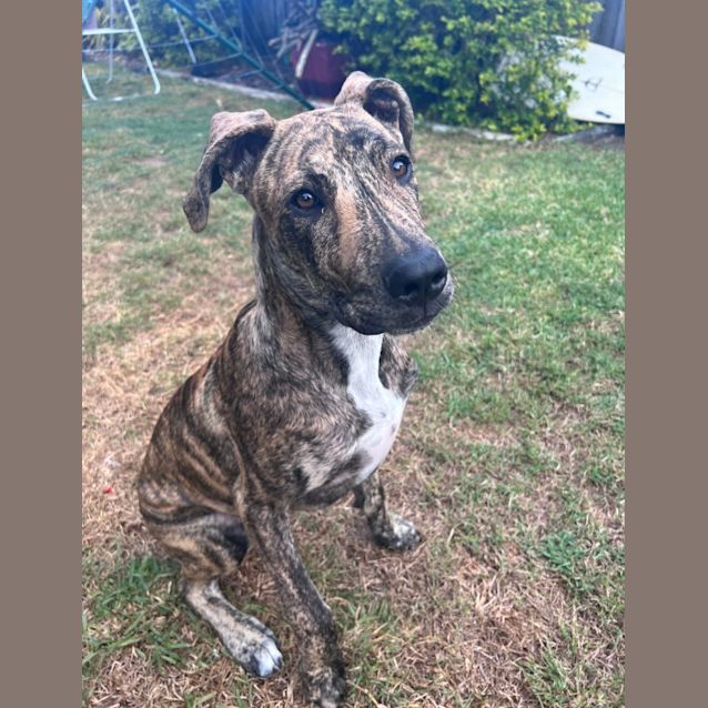 Photo of Jaffa *$150 Adoption Fee*