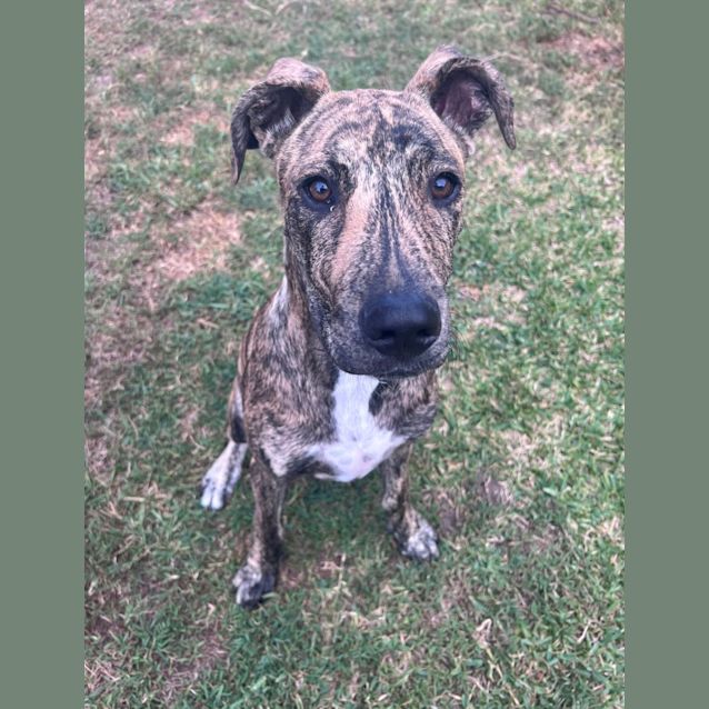 Photo of Jaffa *$150 Adoption Fee*