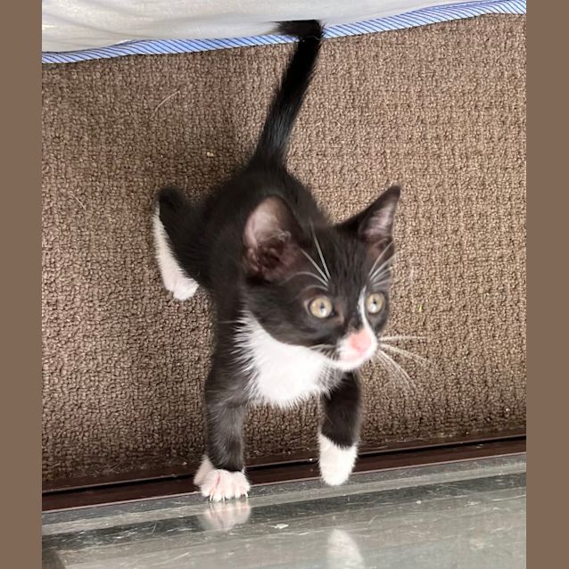 Photo of Pigeon 💙