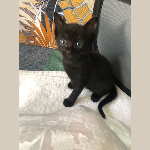 Photo of Barney 🦉🩵