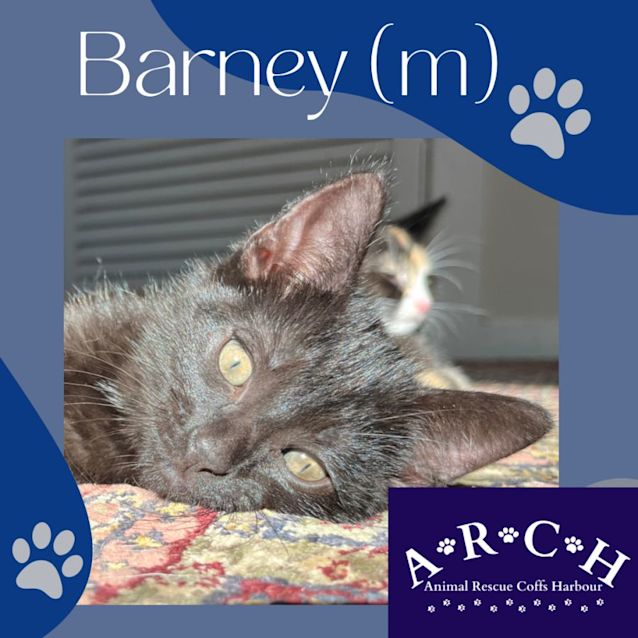 Photo of Barney 🦉🩵