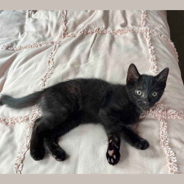 Photo of Barney 🦉🩵