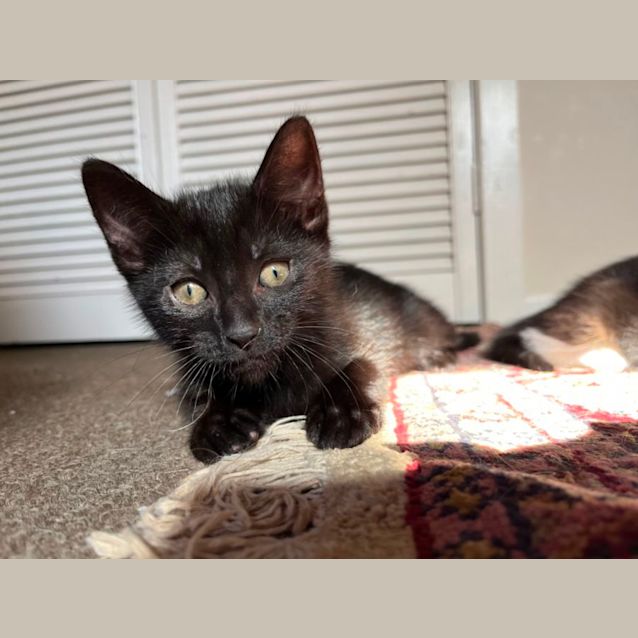 Photo of Barney 🦉🩵