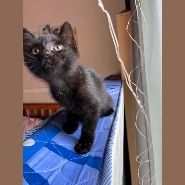 Photo of Barney 🦉🩵