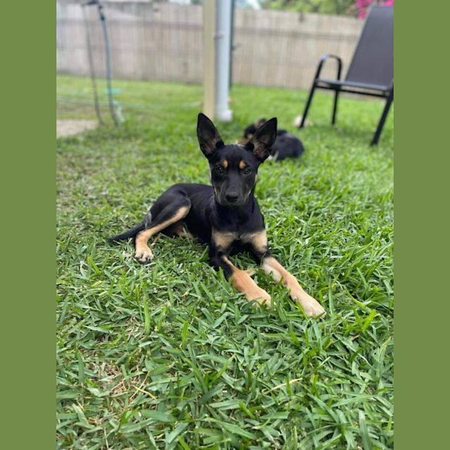 Photo of Fiesta