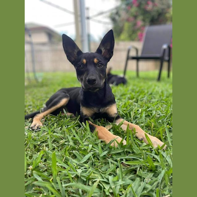 Photo of Fiesta