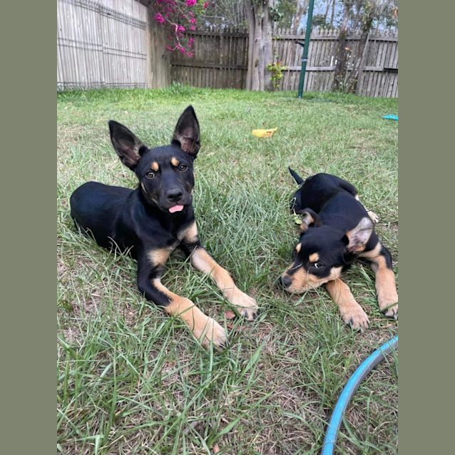 Photo of Fiesta