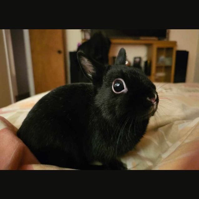 Photo of Freya (Located In Mount Evelyn)