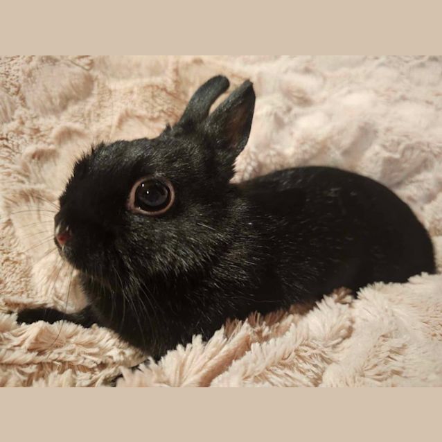 Photo of Freya (Located In Mount Evelyn)