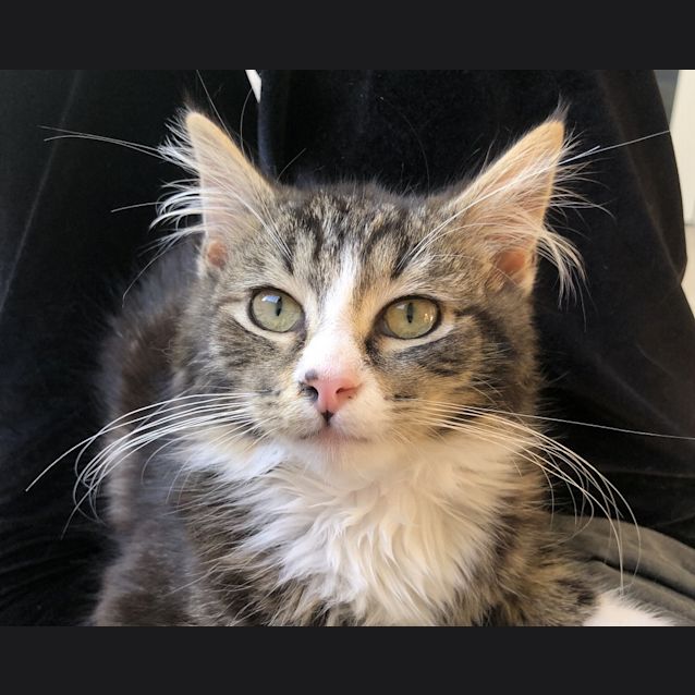 Photo of Nellie 