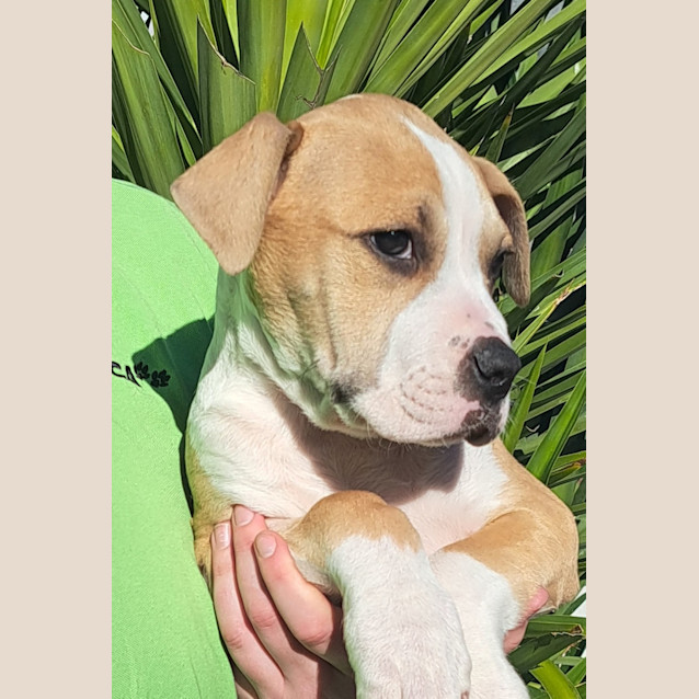 Photo of Latte