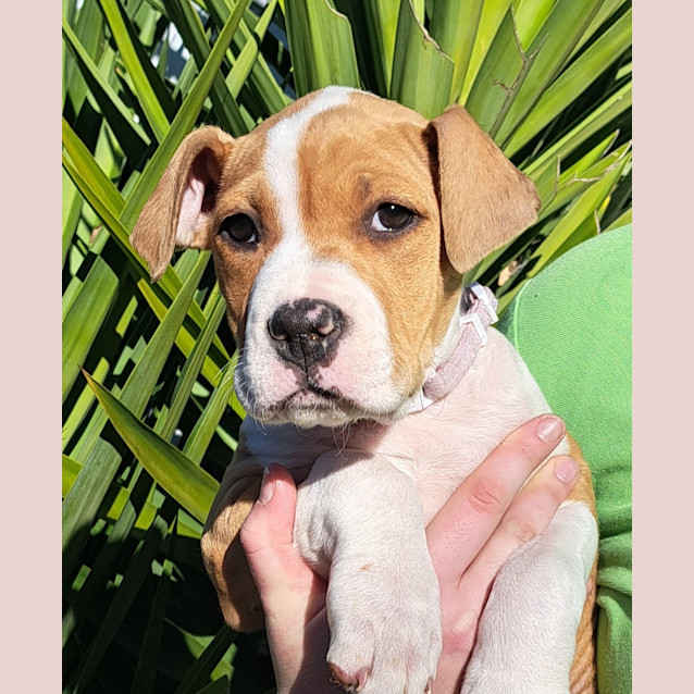 Photo of Chino