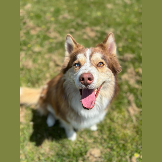 Brown Border Collie Brown Husky Mix Discount Siberian Husky Cross
