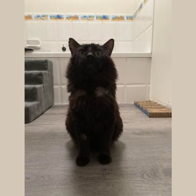Photo of Astro **2nd Chance Cat Rescue**