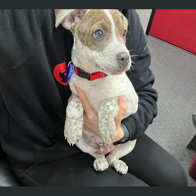 Photo of Brax   12 Week Old Staffy X (Trial)