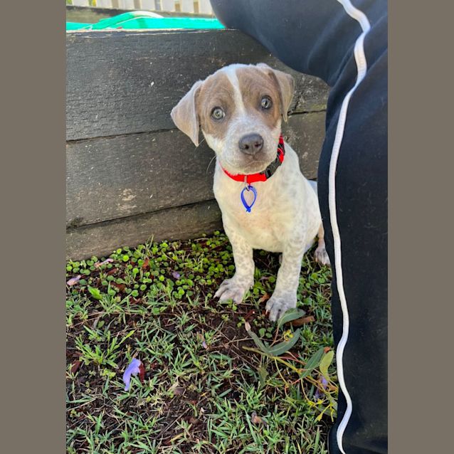 Photo of Brax   12 Week Old Staffy X (Trial)