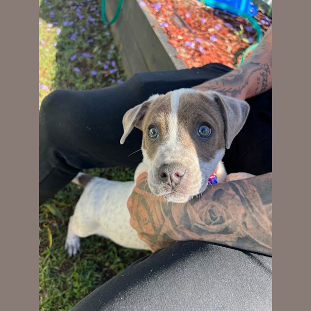 Photo of Brax   12 Week Old Staffy X (Trial)