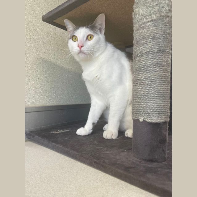 Photo of ⛄Olaf F02578 ⛄