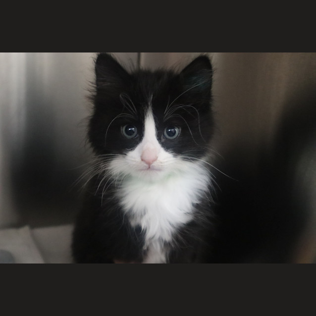 Photo of Pickle